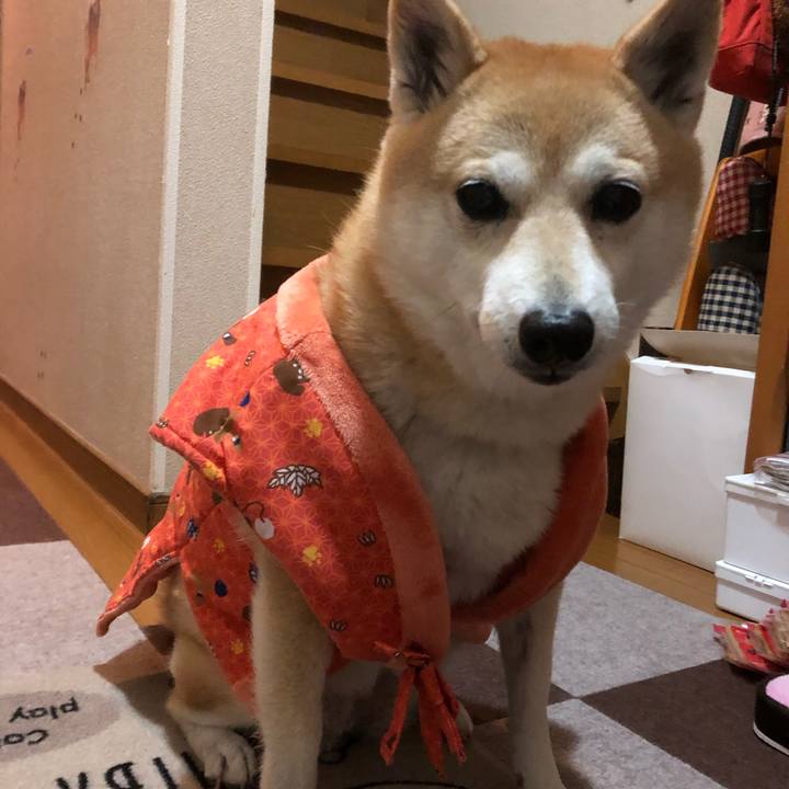 B3817c2e baf5 41b4 94cf d80ab1e27a3d 1608207591136