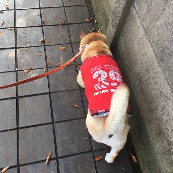 B383752c f4e5 4102 8b4c 61529d468b4d 1573441070399