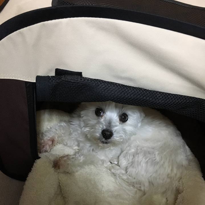 B38517ba 4eeb 4d80 901f e02b647d67e4 1551701863743