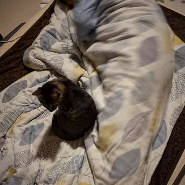 B386caf8 abda 4719 9e77 18b57975f9a5 1731117800595