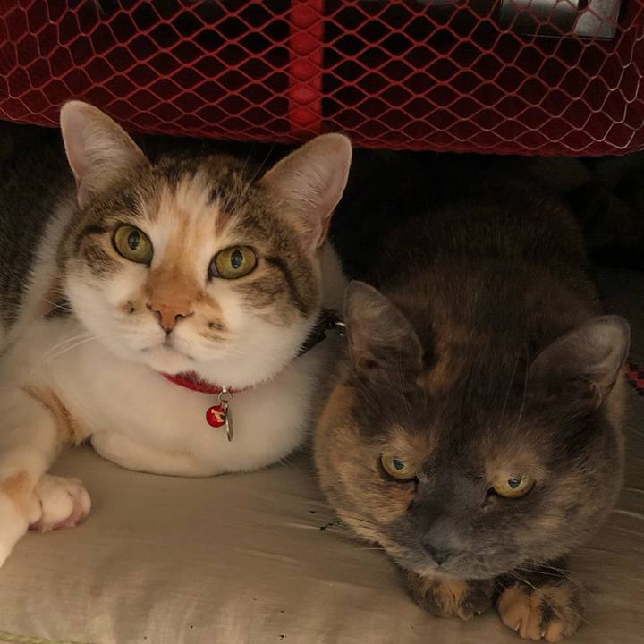 B38d095b c446 42ec a81a 67a5abec7c26 1583967770791