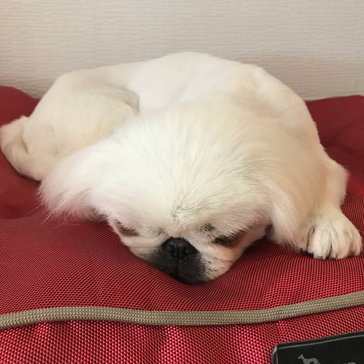 B38ee38b 3a11 41e2 9c4e 521f052402b3 1524484185696