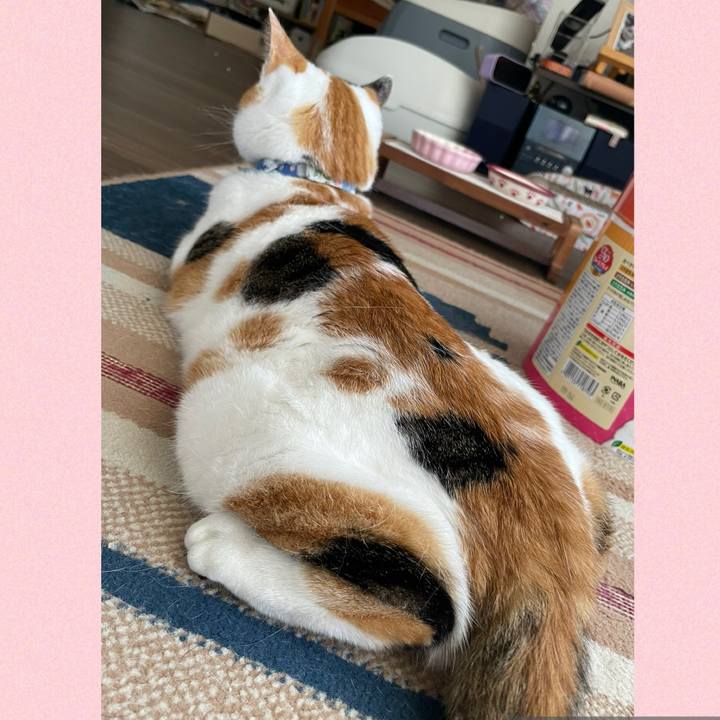 B3908103 08d4 458d 82a5 30ca89f65d2b 1727840122115