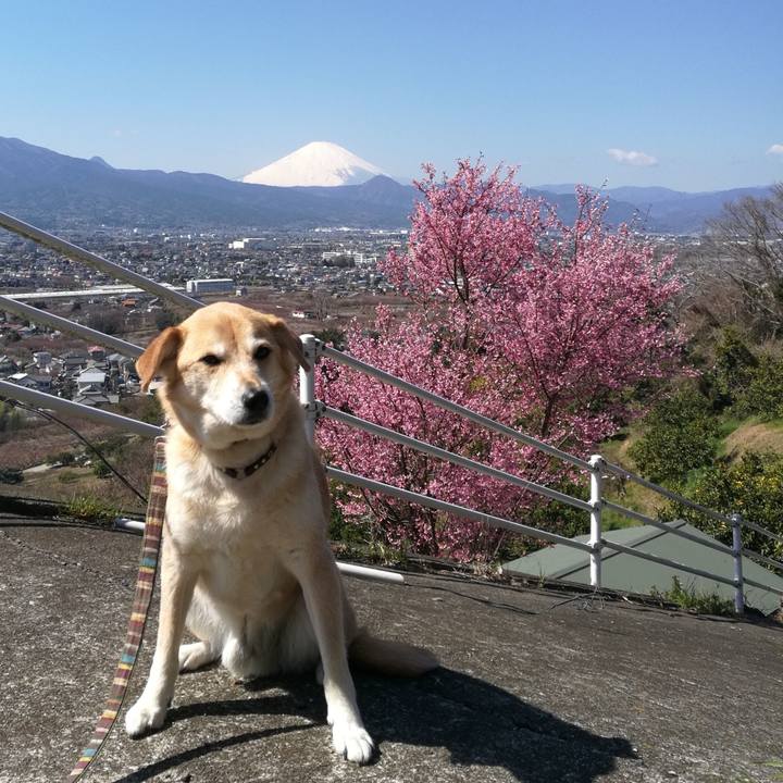 B3917710 961c 4380 939f fff0381f84d3 1552101527558