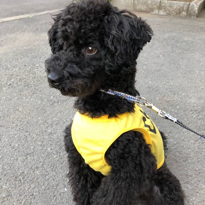 B397a2fa dd0b 4f9b 95e4 8d0d857ddb70 1526981256617