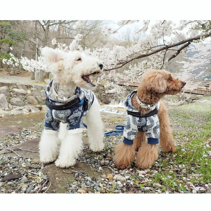 B39b406d 4883 494a b312 93fdfdc9bb4b 1523400816509