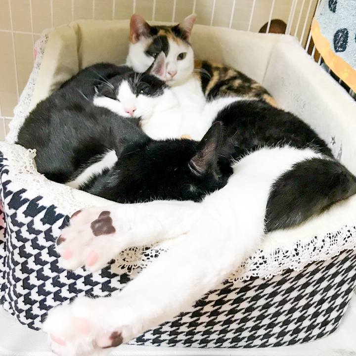 B3a2b974 b2d9 43ff 8fcd 8ad94e03021a 1516891050384