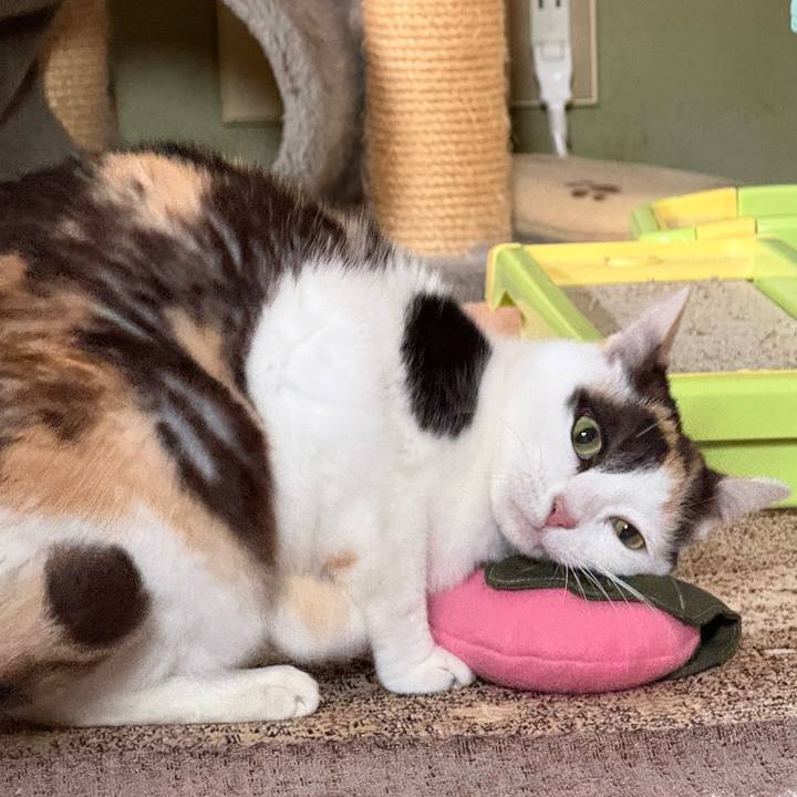 B3a60639 d216 456e 97f2 59d2d7c550bb 1746325128067