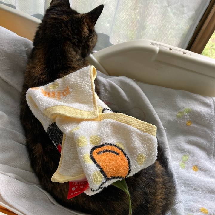 B3ab8fae a454 47cc ae84 838b714bfd24 1624775358803