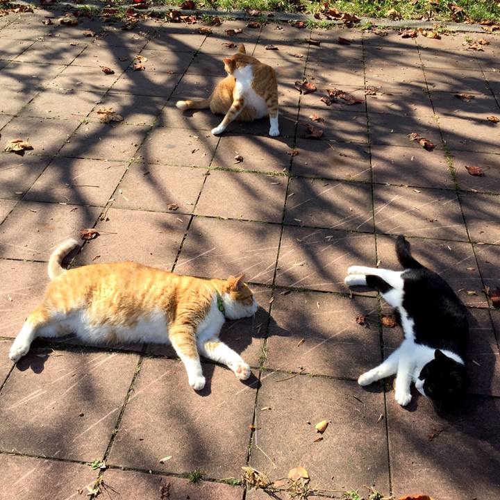 B3abe0b0 628b 474b bc5d 2aa32a888cf8 1541853698011