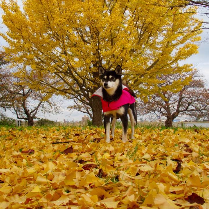 B3b6cb5e 9174 4d8c 8ccb 71fa95d3d26f 1542700362934