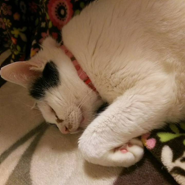 B3bfdf48 ade7 4c6e a3bf 535c6bb30da2 1541426042079