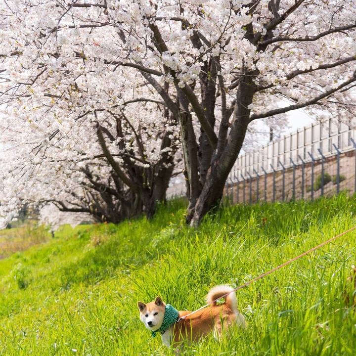 B3c5e486 8579 4115 ae41 12211305ca31 1586693829681