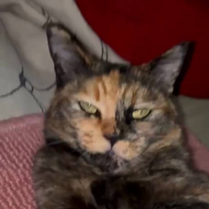 B3cbbeee 85c3 4503 9f1f 59f810901055 1781210869600