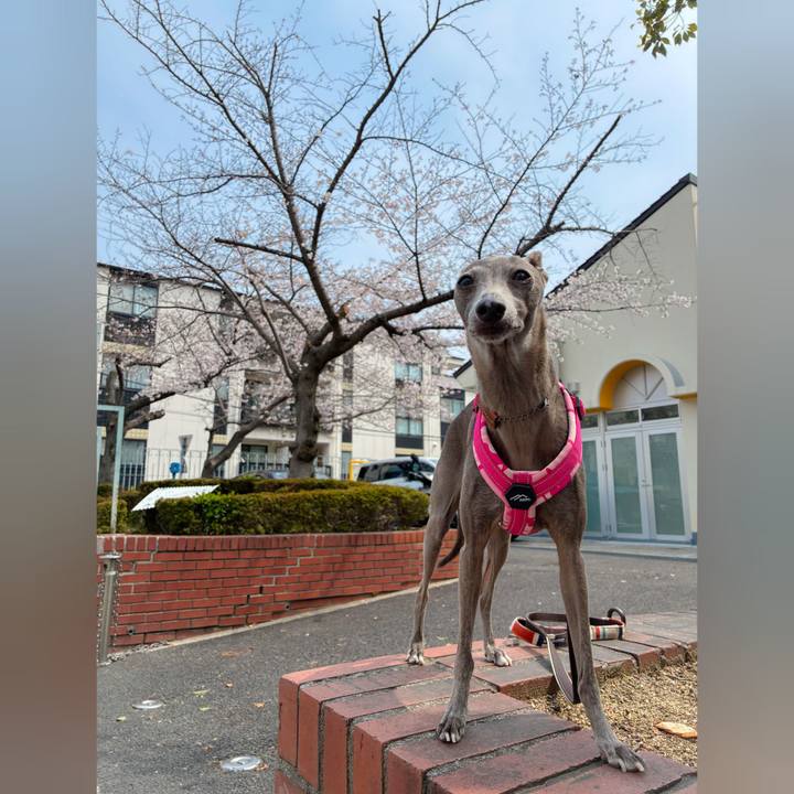 B3cc8756 353b 4af8 8582 fd63852fbc0e 1774774109461