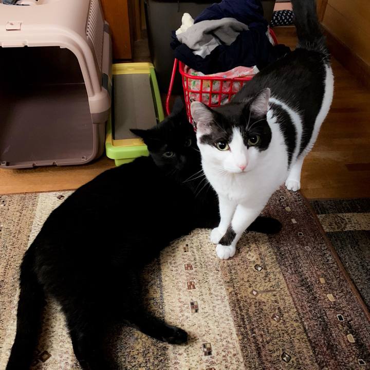 B3cd54fe 48a2 4303 9840 8eef980f0bb2 1561859417343