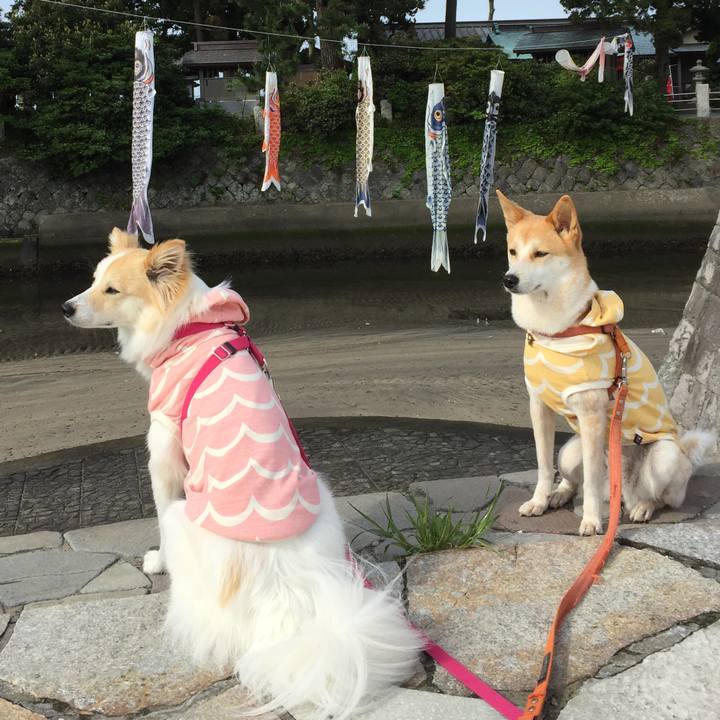 B3ce0845 3036 47f5 a89e 96b15fd7611f 1525093512316