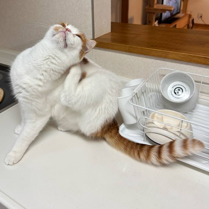 B3d70ca1 28e5 4eae 97bf c303f3f2a58a 1761443792116