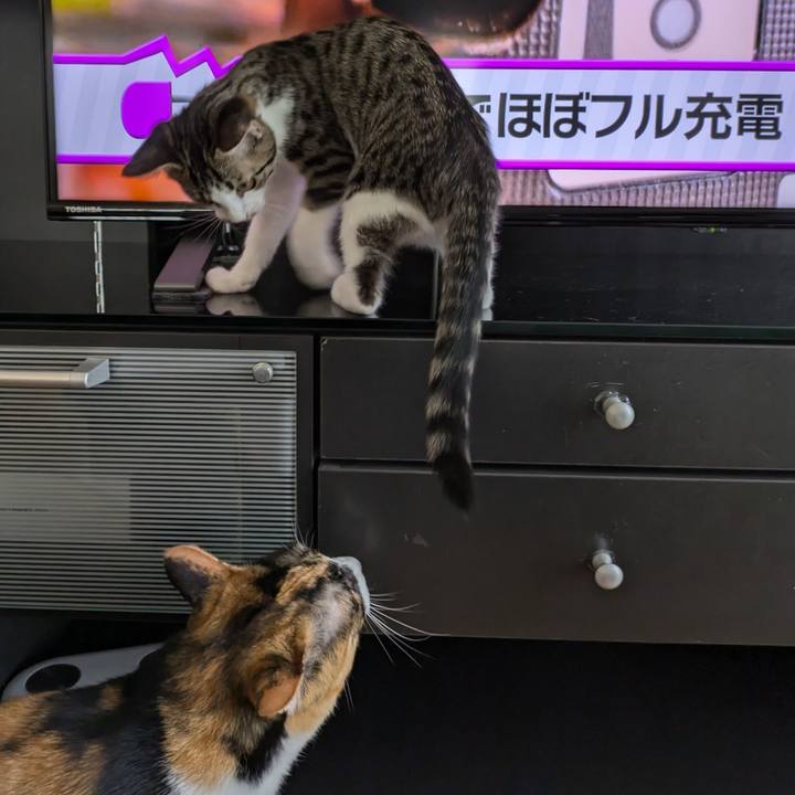 B3d9597b a56b 4505 a430 aed4548a1bb4 1722861806298