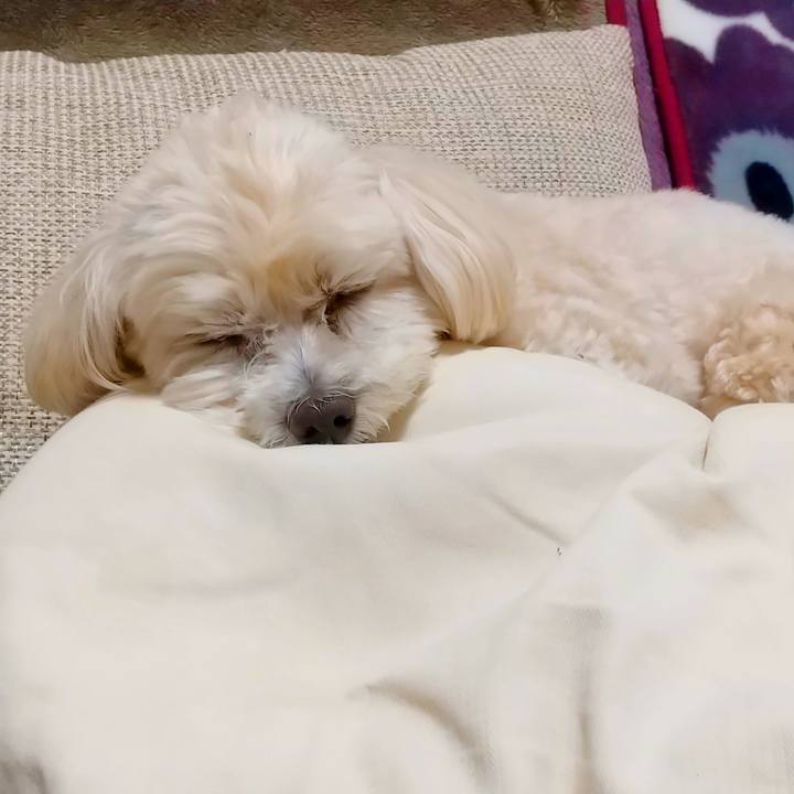 B3dc7f87 f425 4582 8b73 84aa5255014e 1617541704200