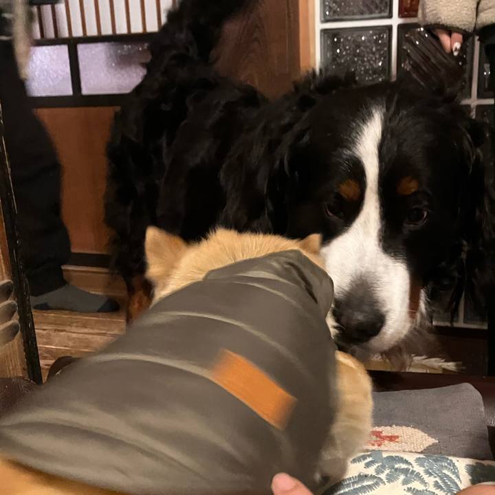 B3de2a0a 6d41 4ab8 a5db ff20ead32f17 1766957265652