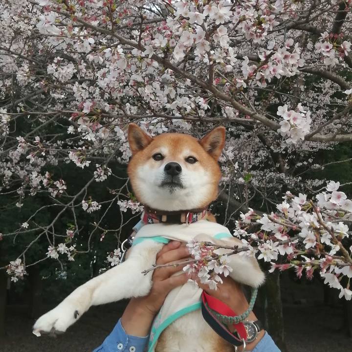 B3e0a5a5 3a35 47dc 91b3 9a11da90c2fb 1680331325620