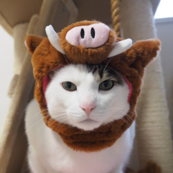 B3e2ee63 dcfa 423b 94b4 a838c2d3099a 1546307468467