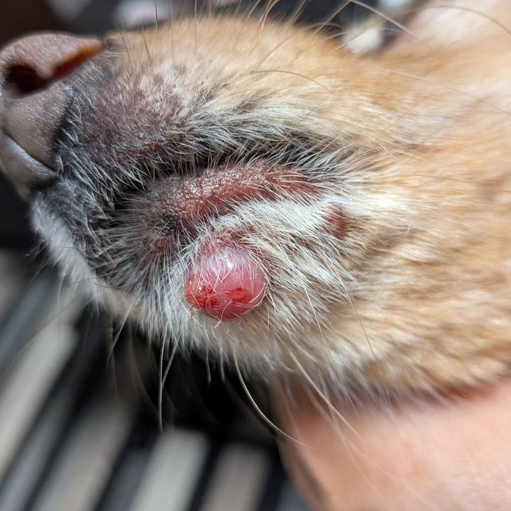 B3e8a95a 6354 4982 946e c86755060972 1760584070309