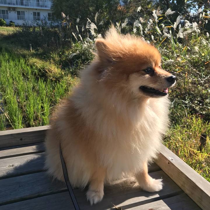 B3e92923 49f0 45dc 903a 356bc0c089a8 1509329380363