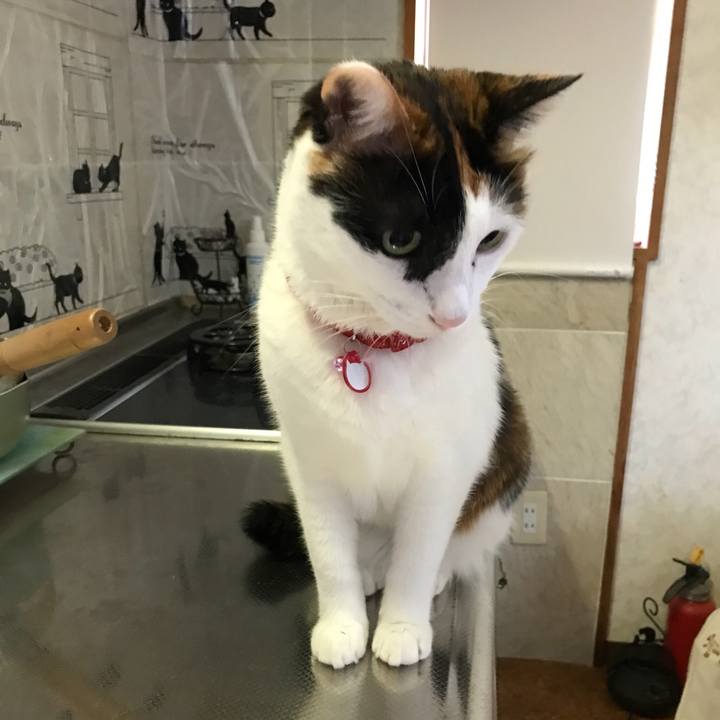 B3e95a6f 3ba7 40fe b3a1 7b2f50d147dc 1508678198232