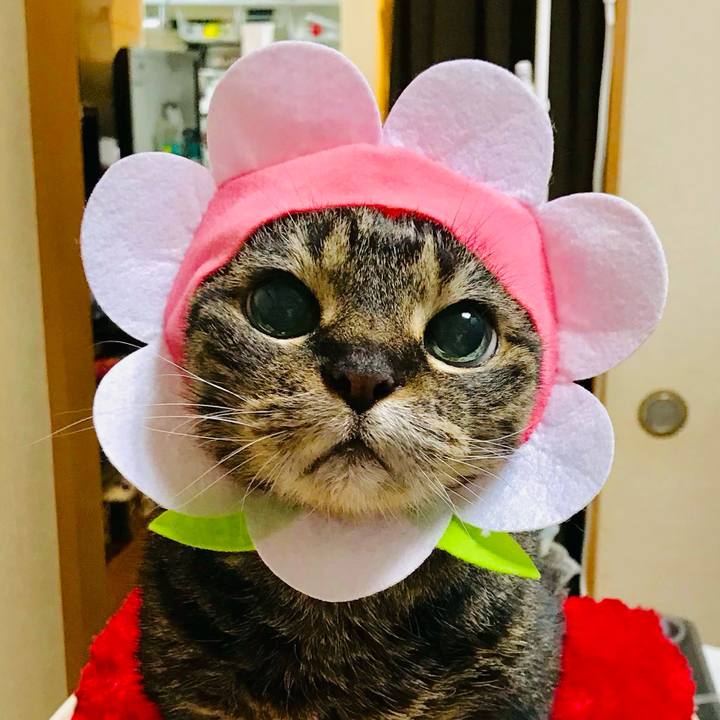 B3ea081c d25c 4c98 aa9e 34b559596bba 1764211627944