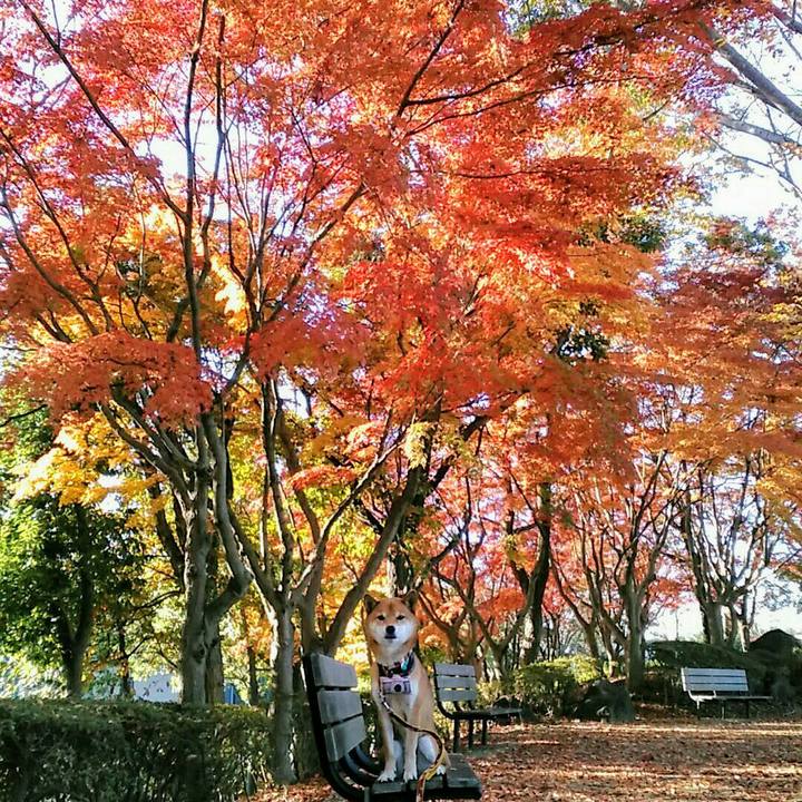 B3eafc54 b731 40fc b9dd bcc19a338e06 1543537549002