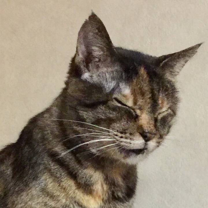 B3f0f09b 87a5 40a0 bbf5 de2d784229d7 1549777242881