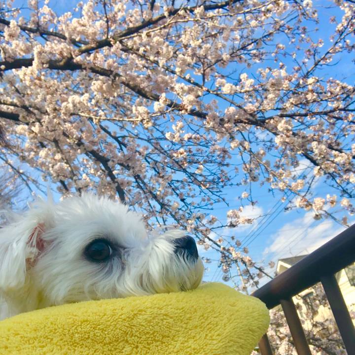 B3f1bd41 464f 4b89 9cbd a0fbb4692614 1554024966460