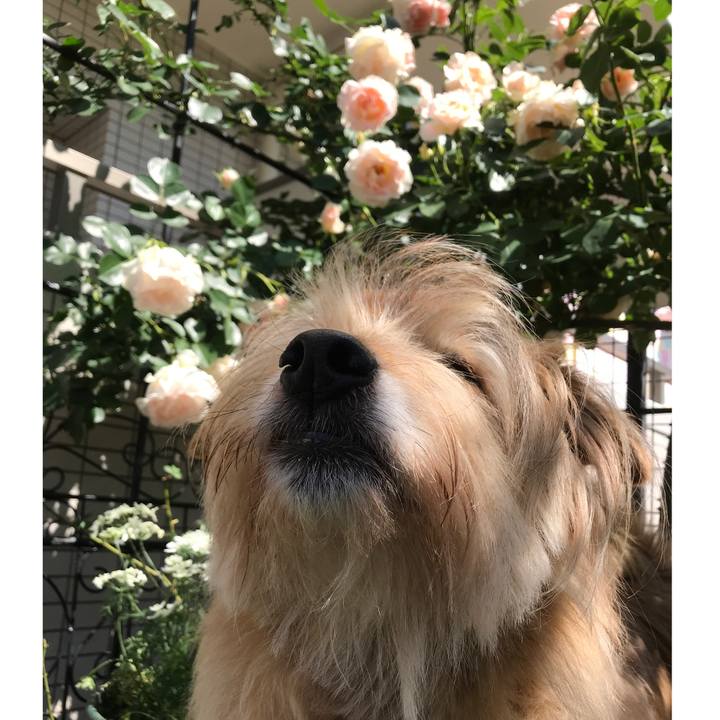 B3f36032 d161 45e0 8877 dc6e5b0bdae1 1589429984012