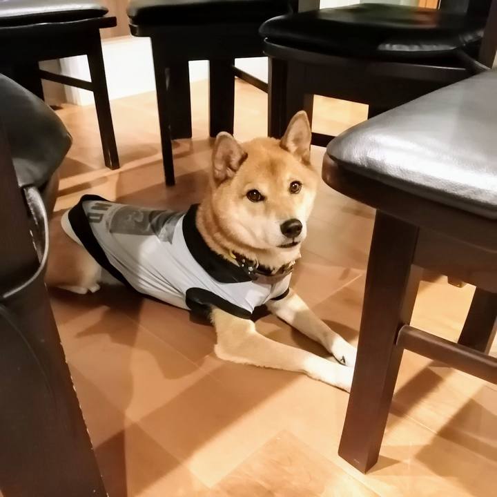 B3f7a1b4 75f8 4f38 b108 8d320af03345 1602329961159