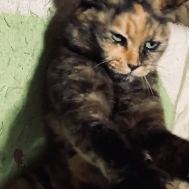 B3facf97 0008 43a4 a57c 71eba7afea86 1741286384833