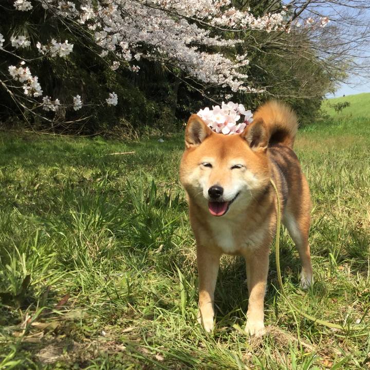 B4078f2e c3ca 45a7 a65b 3cc7095894d9 1585195169674