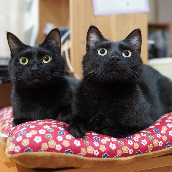 B407b410 1848 4ec8 8287 5e3abca73d23 1583849920754