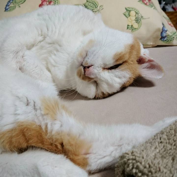 B40daba8 f18f 49dc 8c96 dd41eb447aca 1534239156814