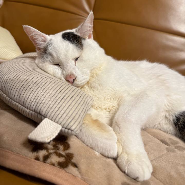 B411ac5b 5c9a 47ce b2be b59b41ff3c0f 1762433301688