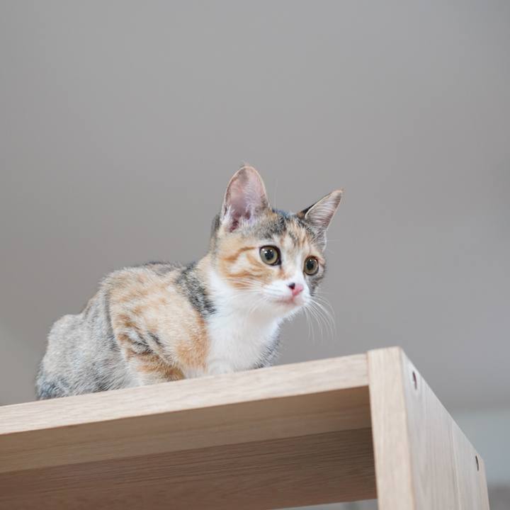 B4126fcb 6343 4b12 9403 97afcb5c1018 1572681001340