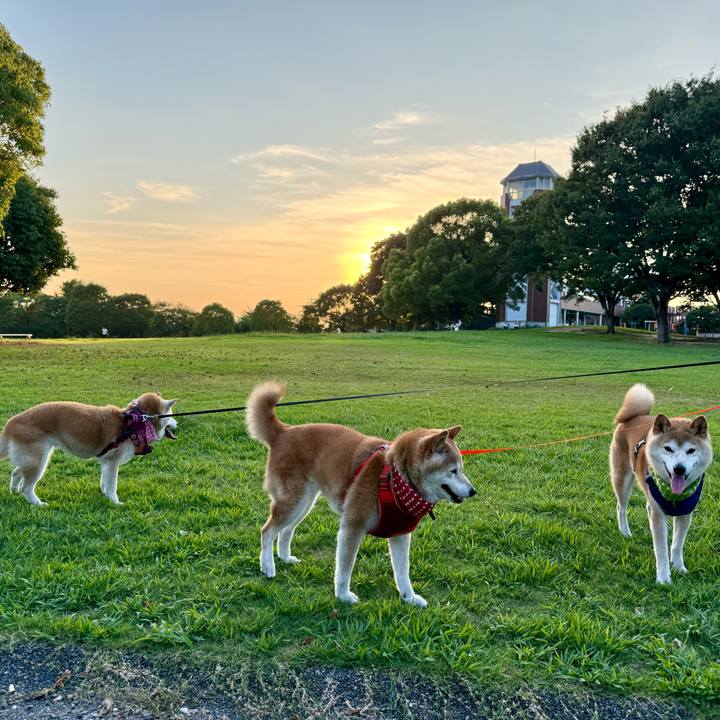 B4199a68 e8e1 4742 9e93 5580516aafb0 1755356850216