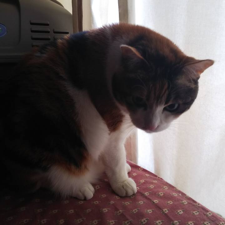 B41ba040 2ac4 496f bb9a cd772a8b6b84 1550358713419