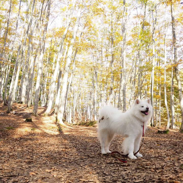 B4268175 796c 4da0 b912 546a1a5c3356 1542632031215