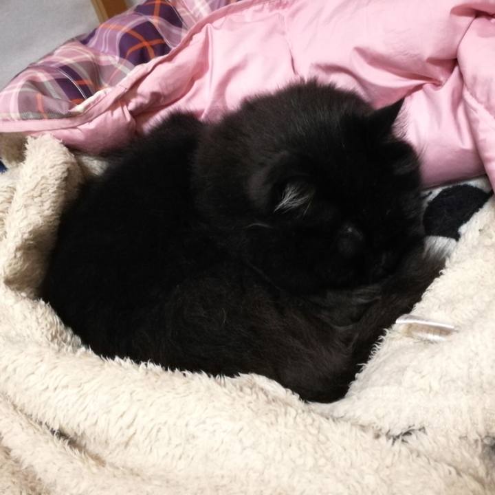 B429c322 ad78 4021 abed ebef04f50a38 1516796950979