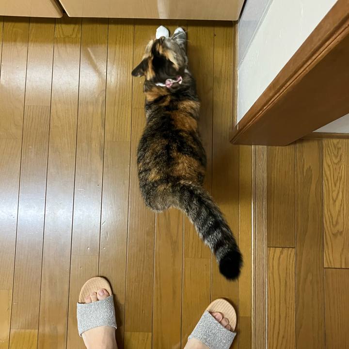 B42a6687 f45b 4be9 a772 90bc755670ac 1761385689815