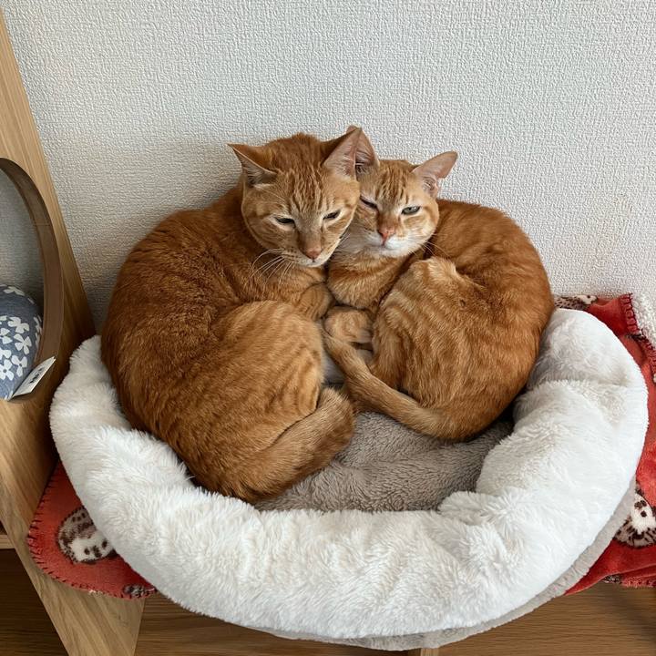 B42bb52d 26b3 4ccd be7d c7a6f09422d1 1771654262374