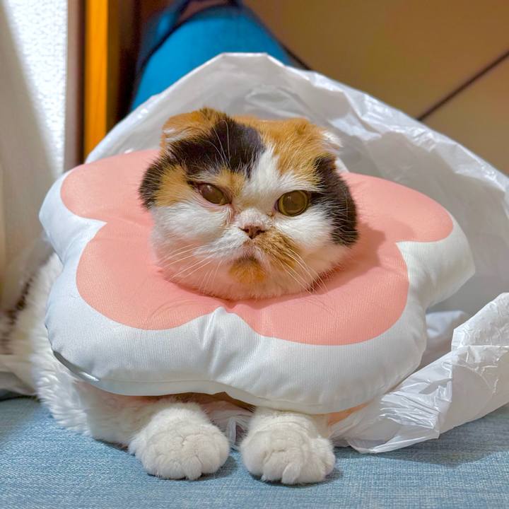 B42c99f9 8498 4924 86a0 bd5fadc8ad3d 1738638748879