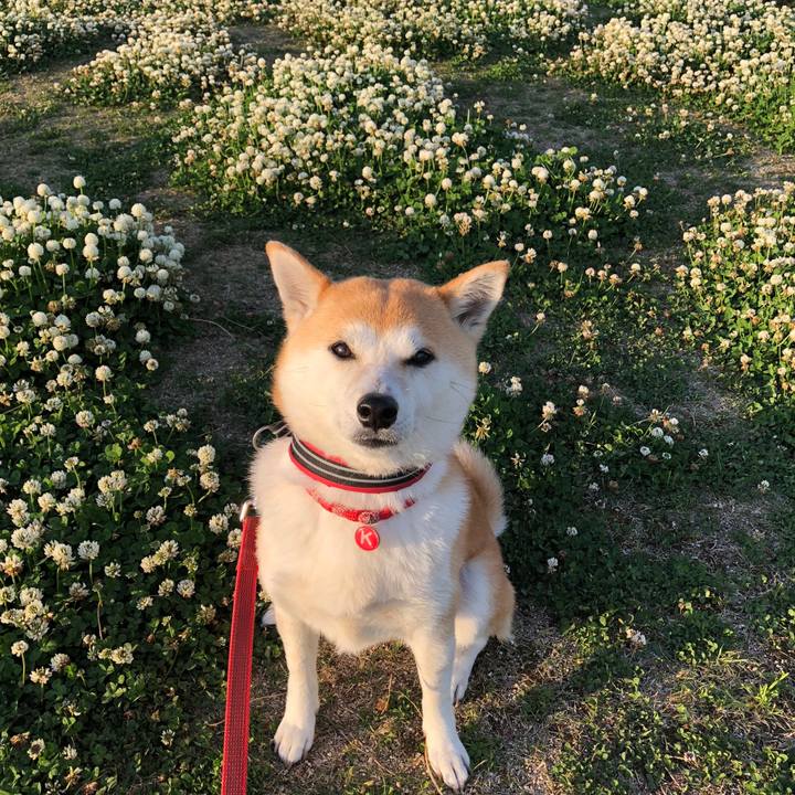 B42d727f b72a 4dce a65d db307ac91388 1525346753244